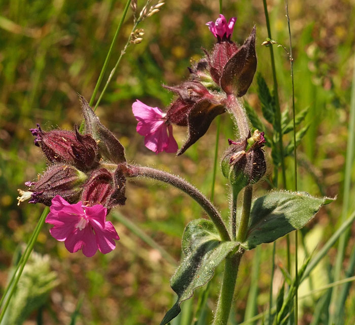 Rote Lichtnelke, Silene dioica